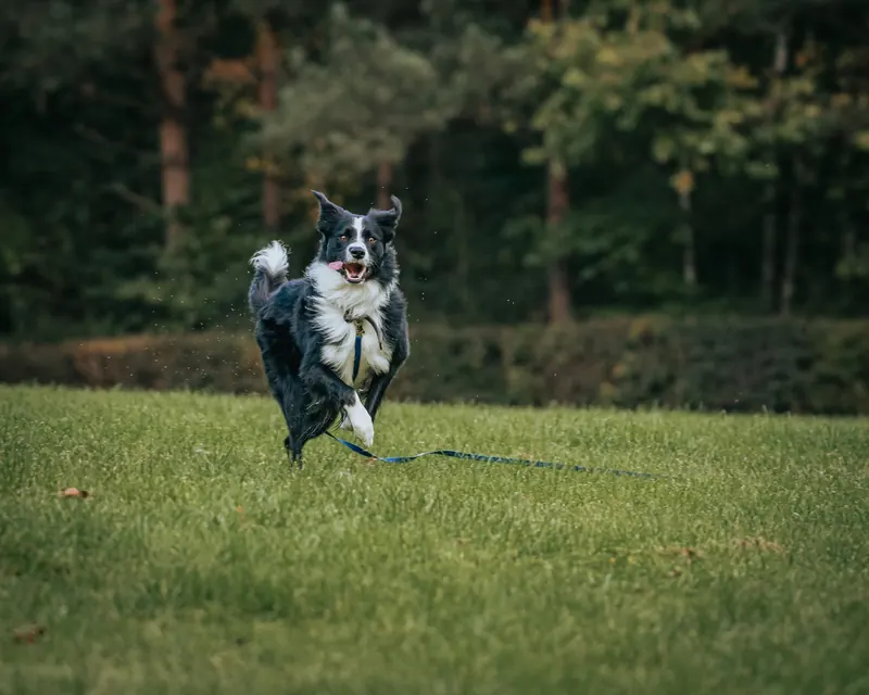 Border collie running towards the camera across a grassy field