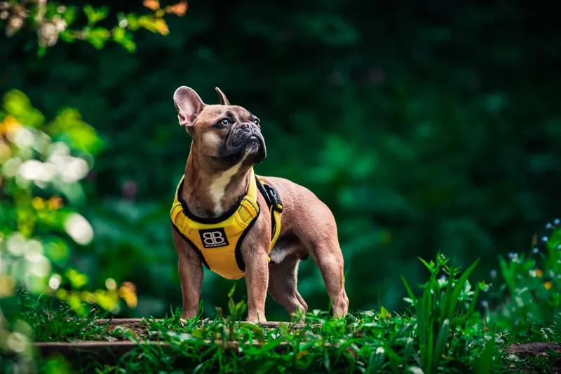 French bulldog in a yellow harness standing proudly among green plants