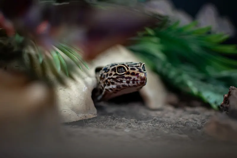 Leopard gecko peeking out from under leaves, close-up pet photography