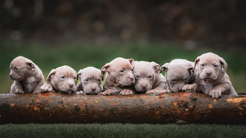 Litter of grey puppies lined up along a fallen log in the woods