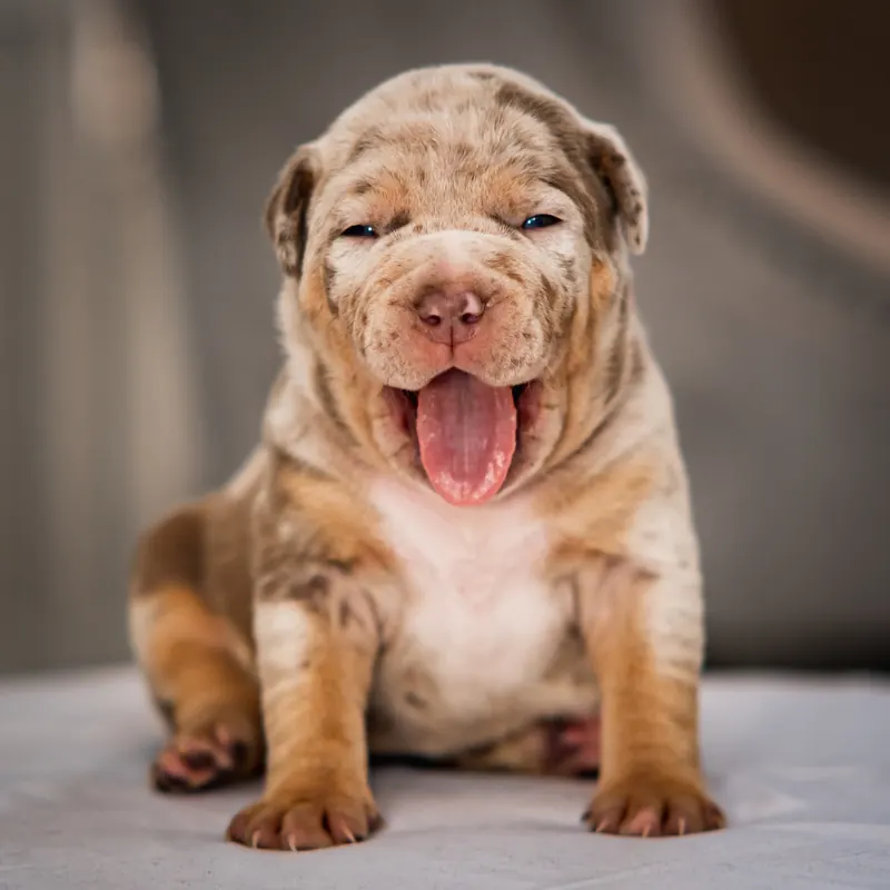 Merle puppy mid-yawn on a soft blanket, pet photography in Washington
