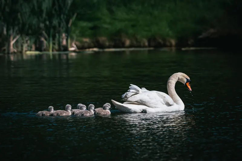 Swan leading a line of cygnets across a dark lake